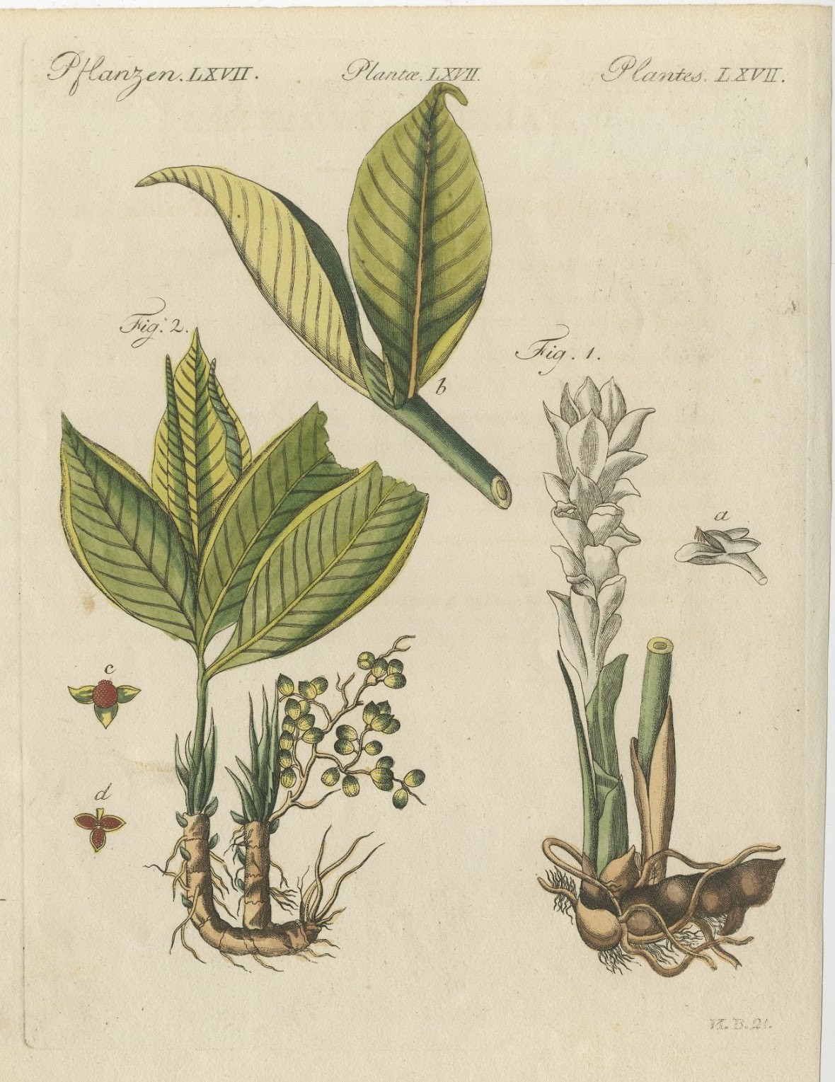 Zedoary and Grains of Paradise Spice Plants, Antique Bertuch Print, circa 1805