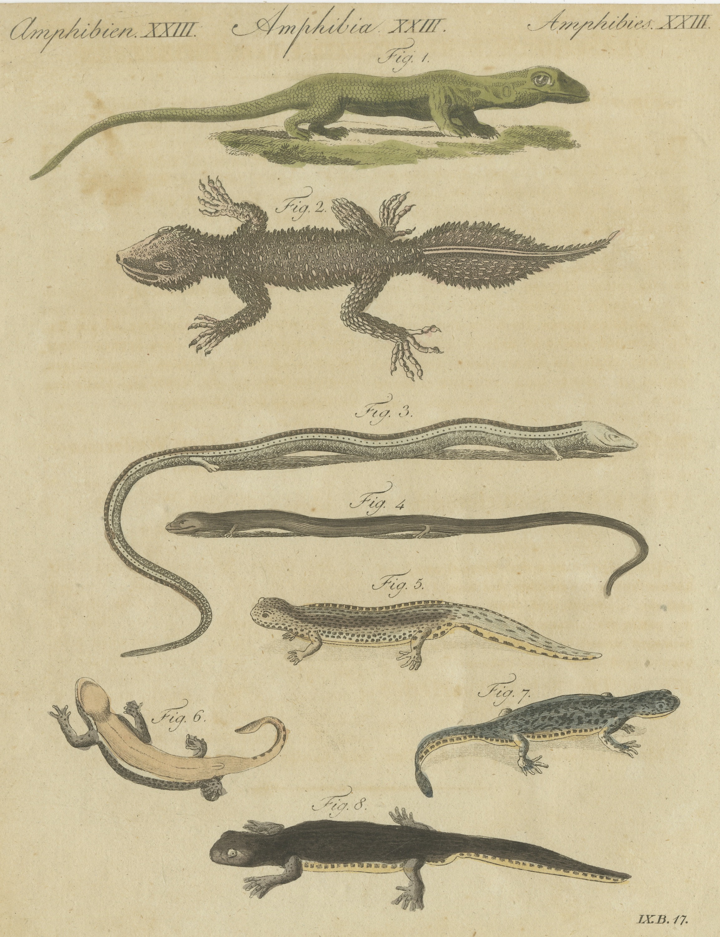 Lizards and Newts, Eight Species, Antique Bertuch Print, Vienna, circa 1805