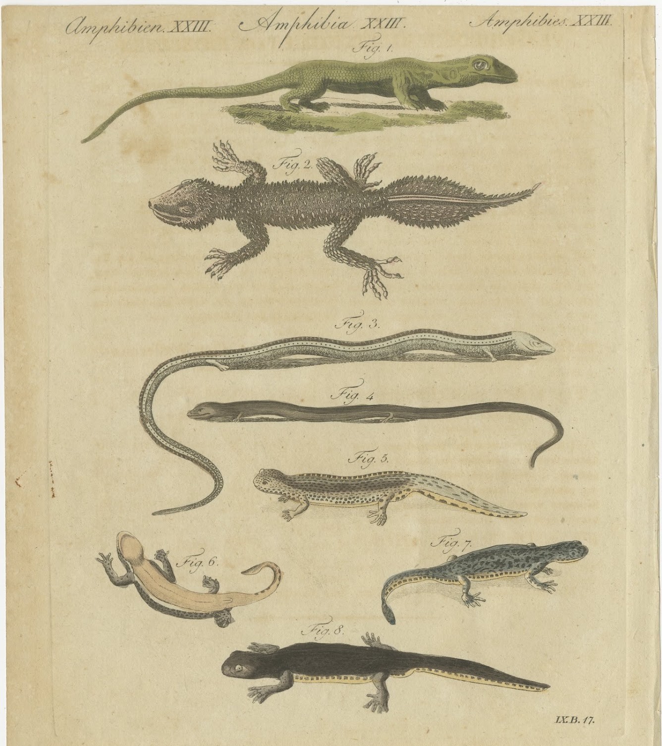 Lizards and Newts, Eight Species, Antique Bertuch Print, Vienna, circa 1805