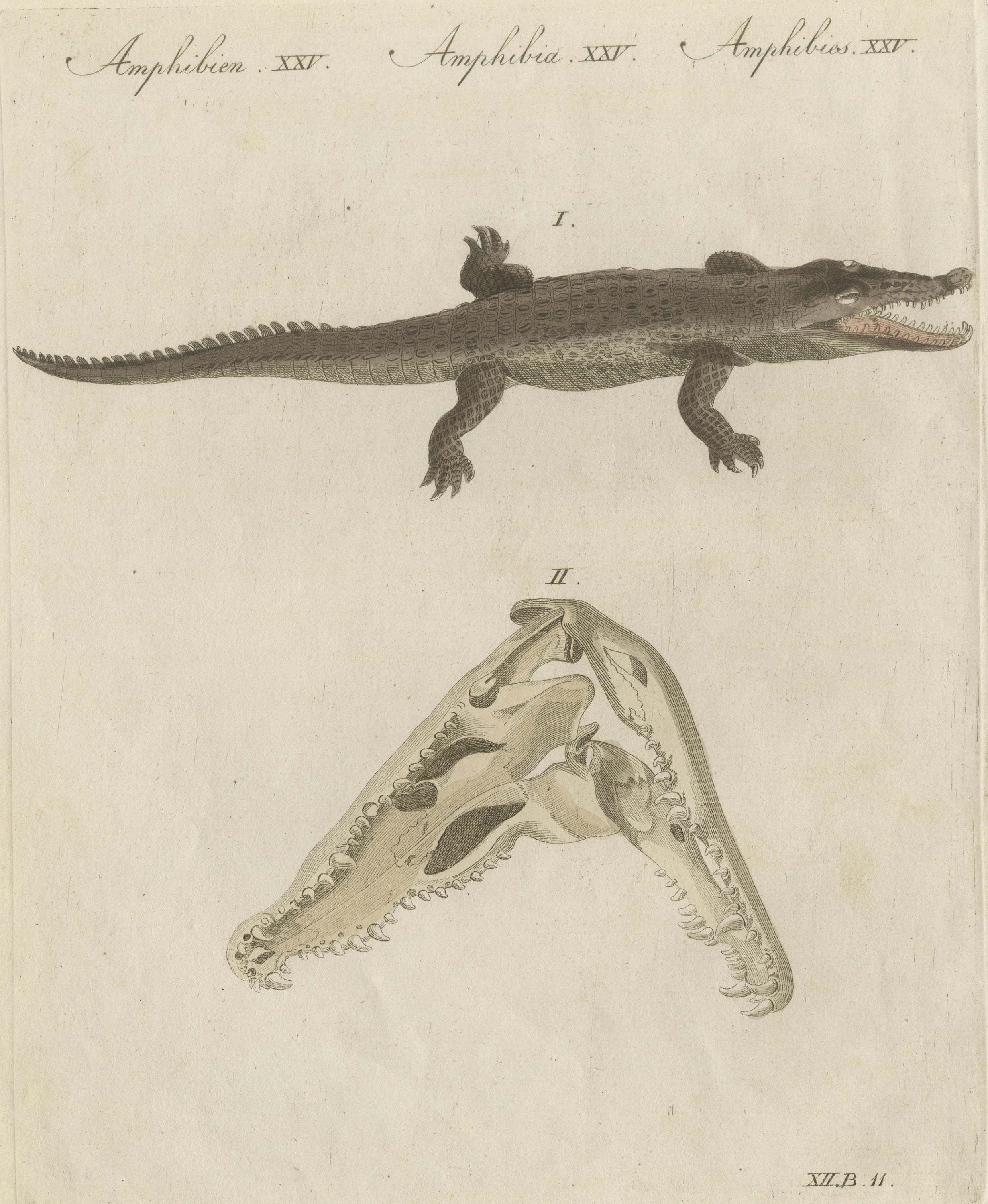 Crocodile with a Study of Its Skull, Antique Bertuch Print, Vienna, circa 1809