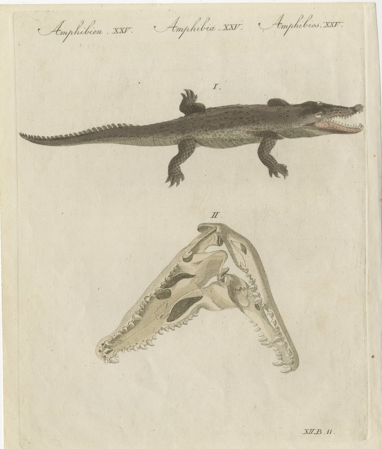 Crocodile with a Study of Its Skull, Antique Bertuch Print, Vienna, circa 1809