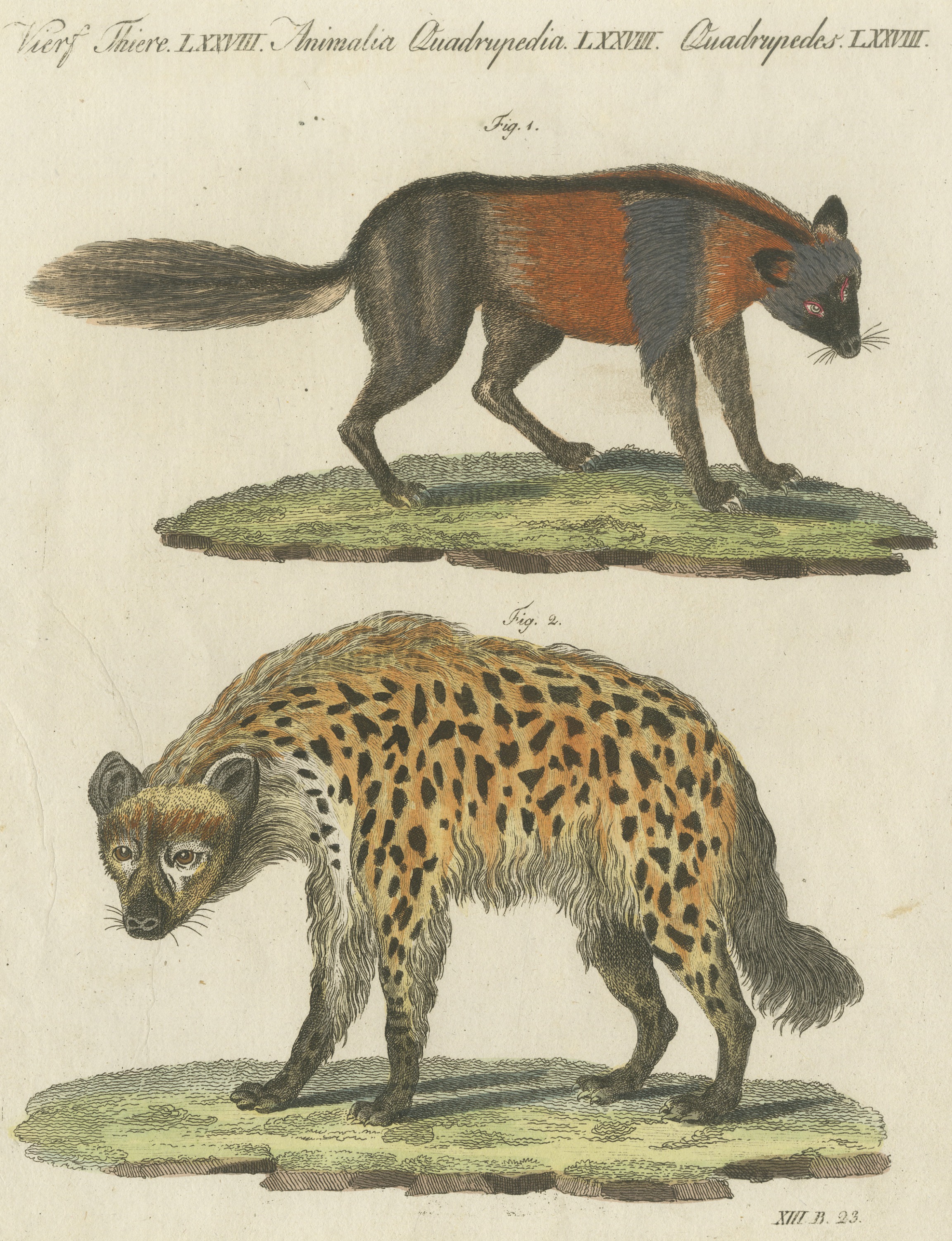 Cross Fox and Spotted Hyena, Antique Bertuch Print, Vienna, circa 1812