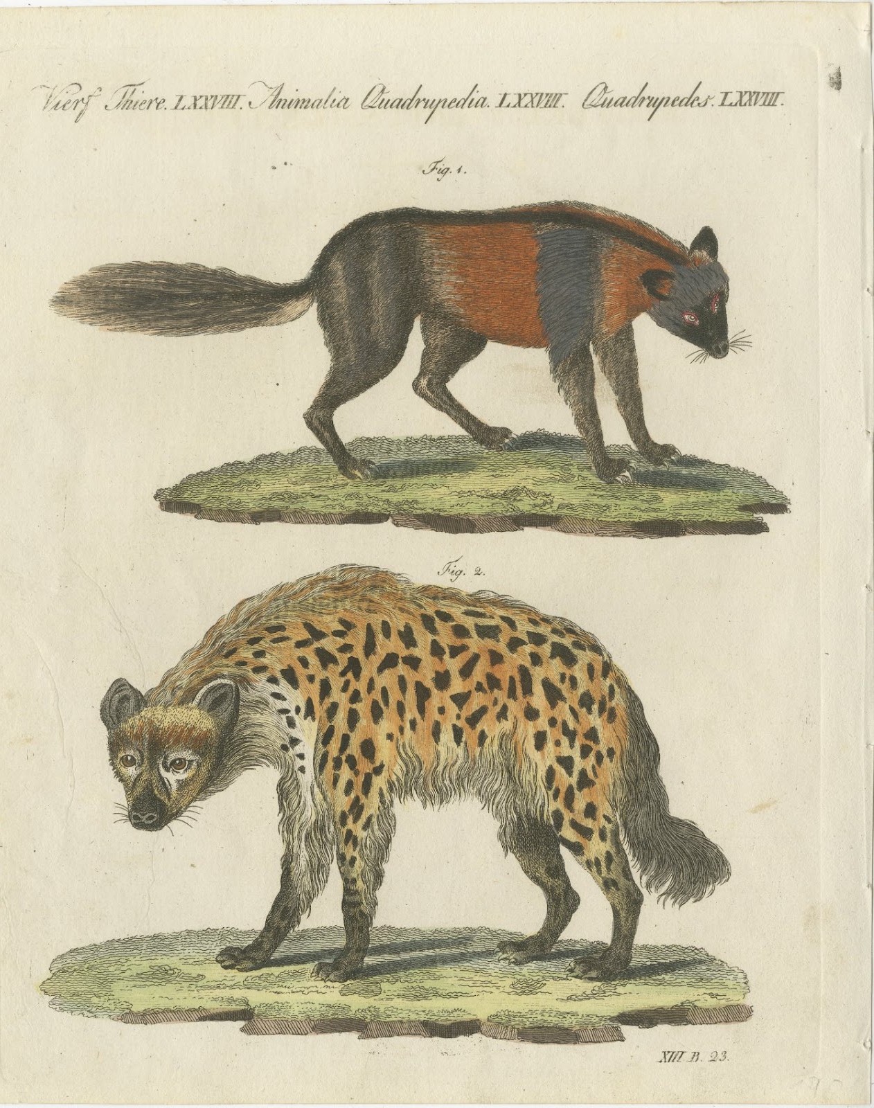 Cross Fox and Spotted Hyena, Antique Bertuch Print, Vienna, circa 1812