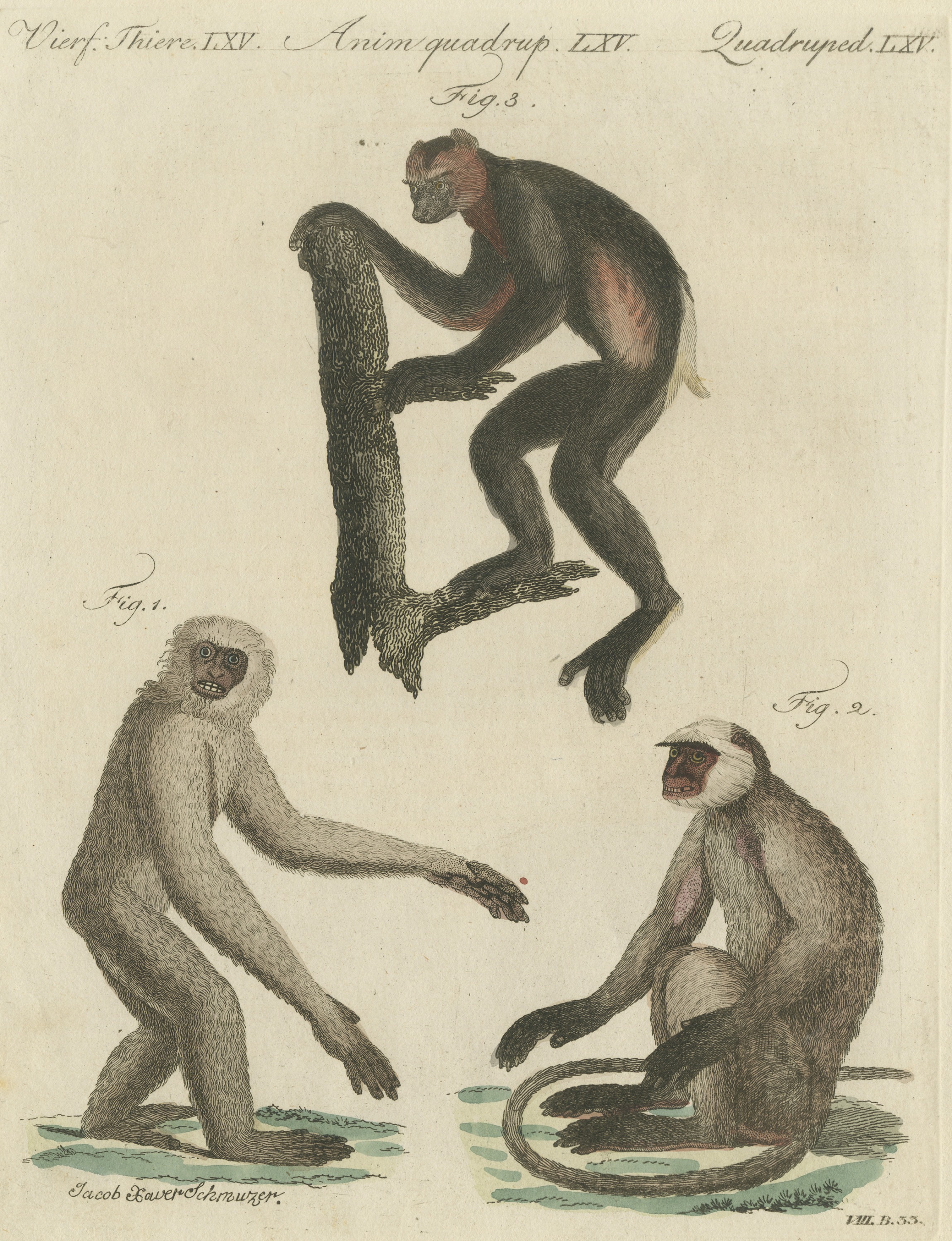Gibbon and Monkeys, Antique Bertuch Print, Vienna, circa 1805