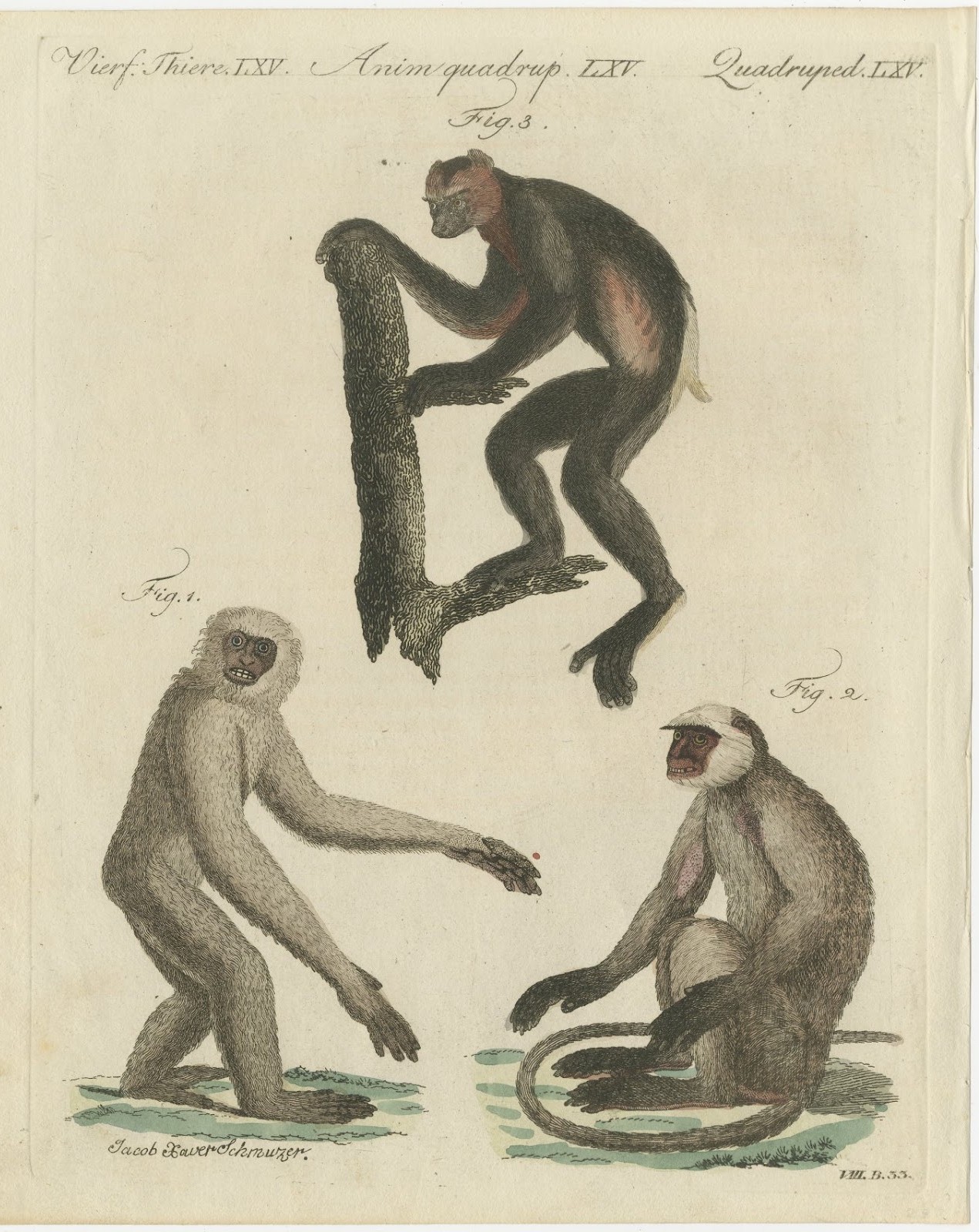 Gibbon and Monkeys, Antique Bertuch Print, Vienna, circa 1805