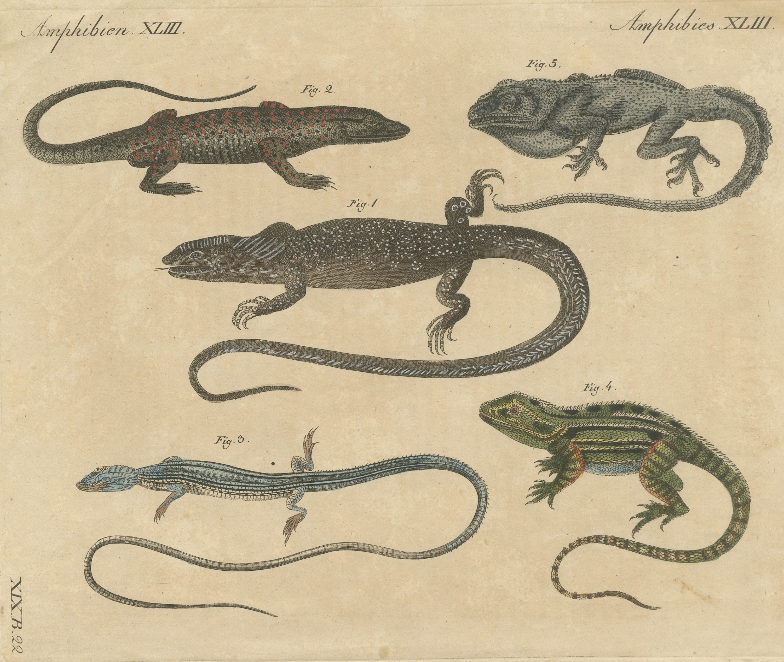 Five Exotic Lizards, Antique Bertuch Print, Vienna, circa 1820