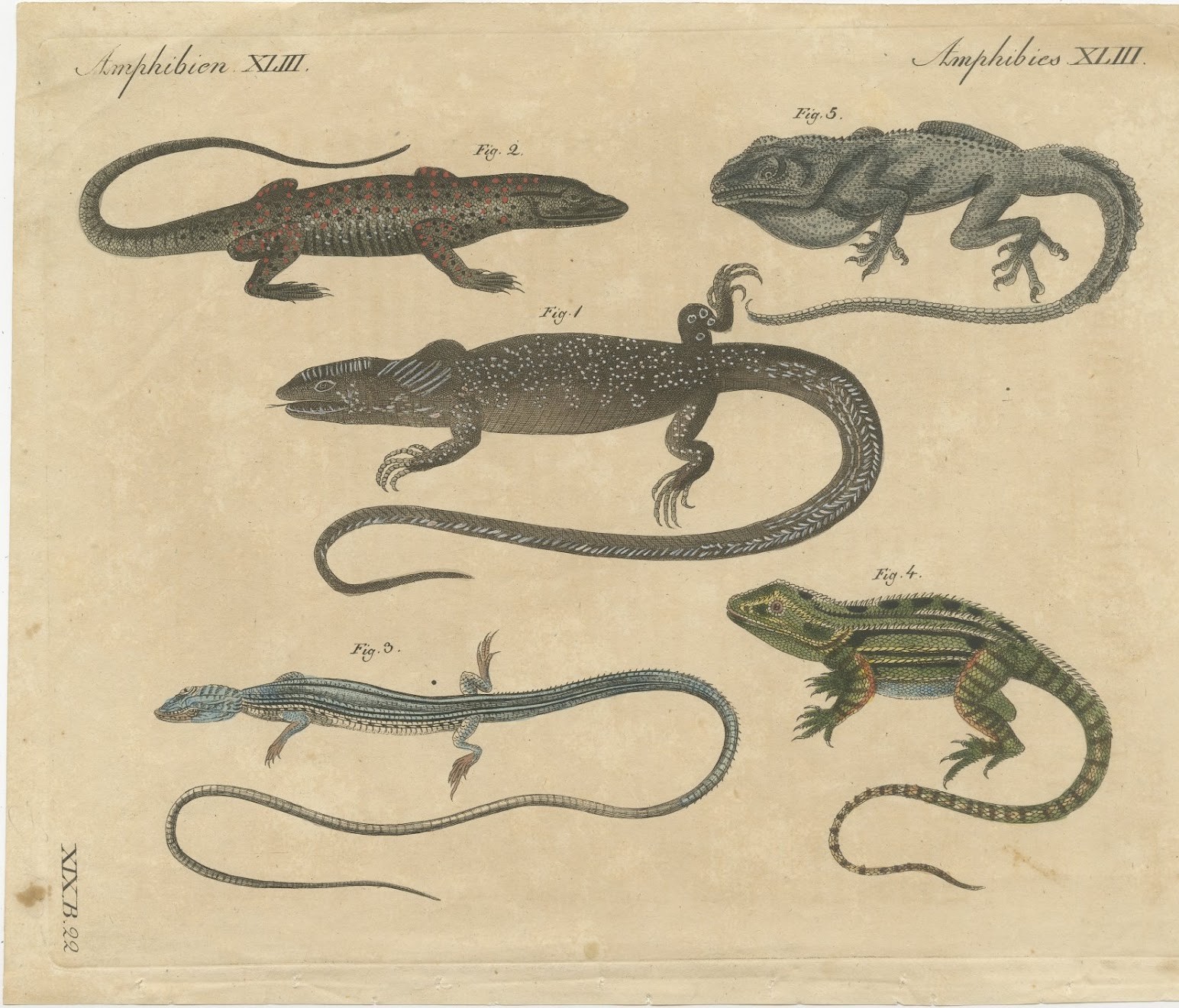 Five Exotic Lizards, Antique Bertuch Print, Vienna, circa 1820