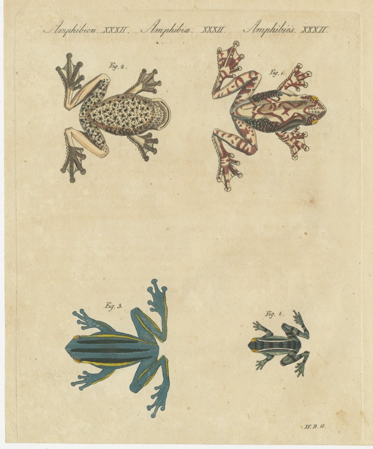 Four Colourful Tree Frogs, Antique Bertuch Print, Vienna, circa 1815