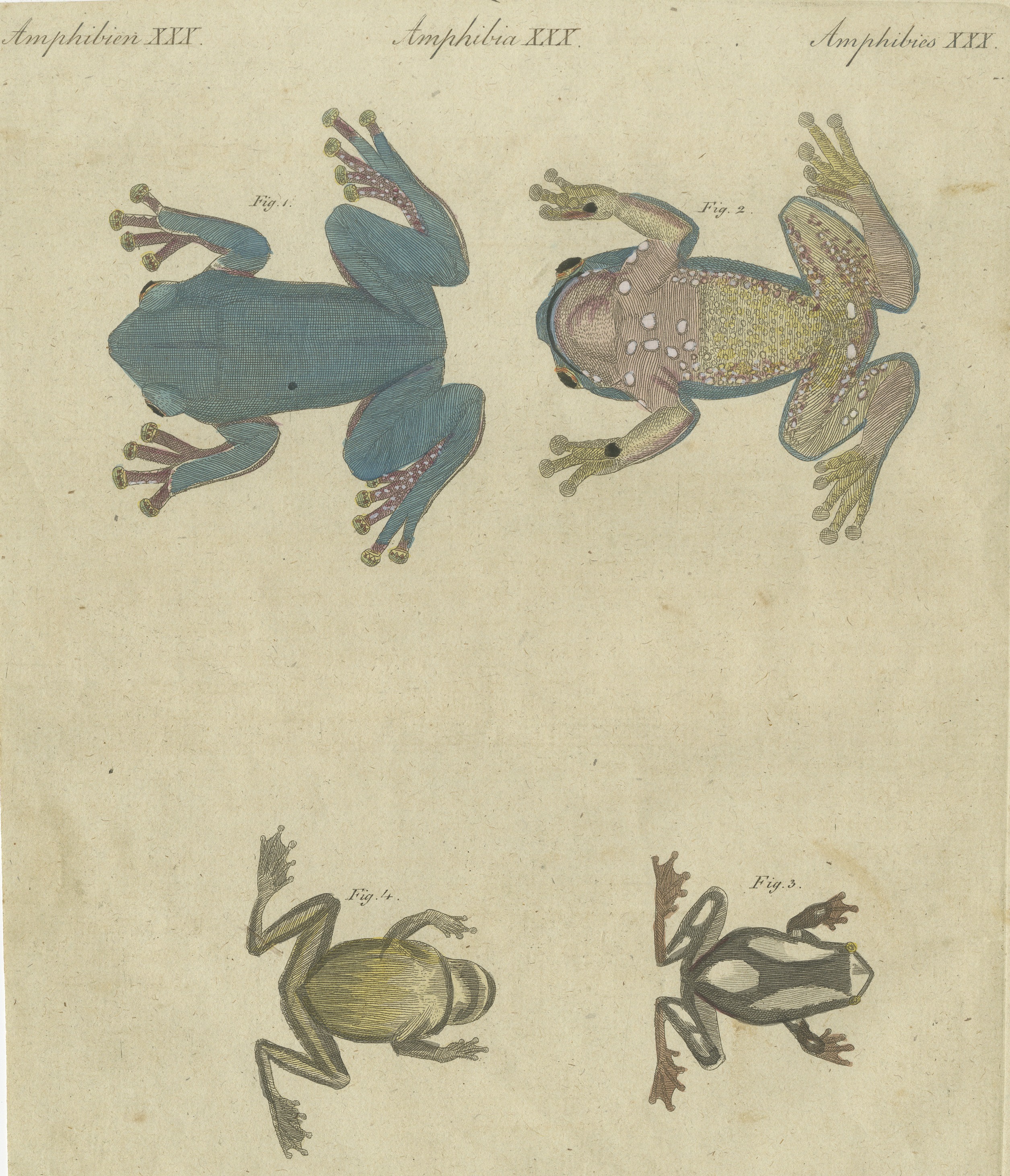 Four Tree Frogs Including a Blue Frog, Antique Bertuch Print, Vienna, circa 1815