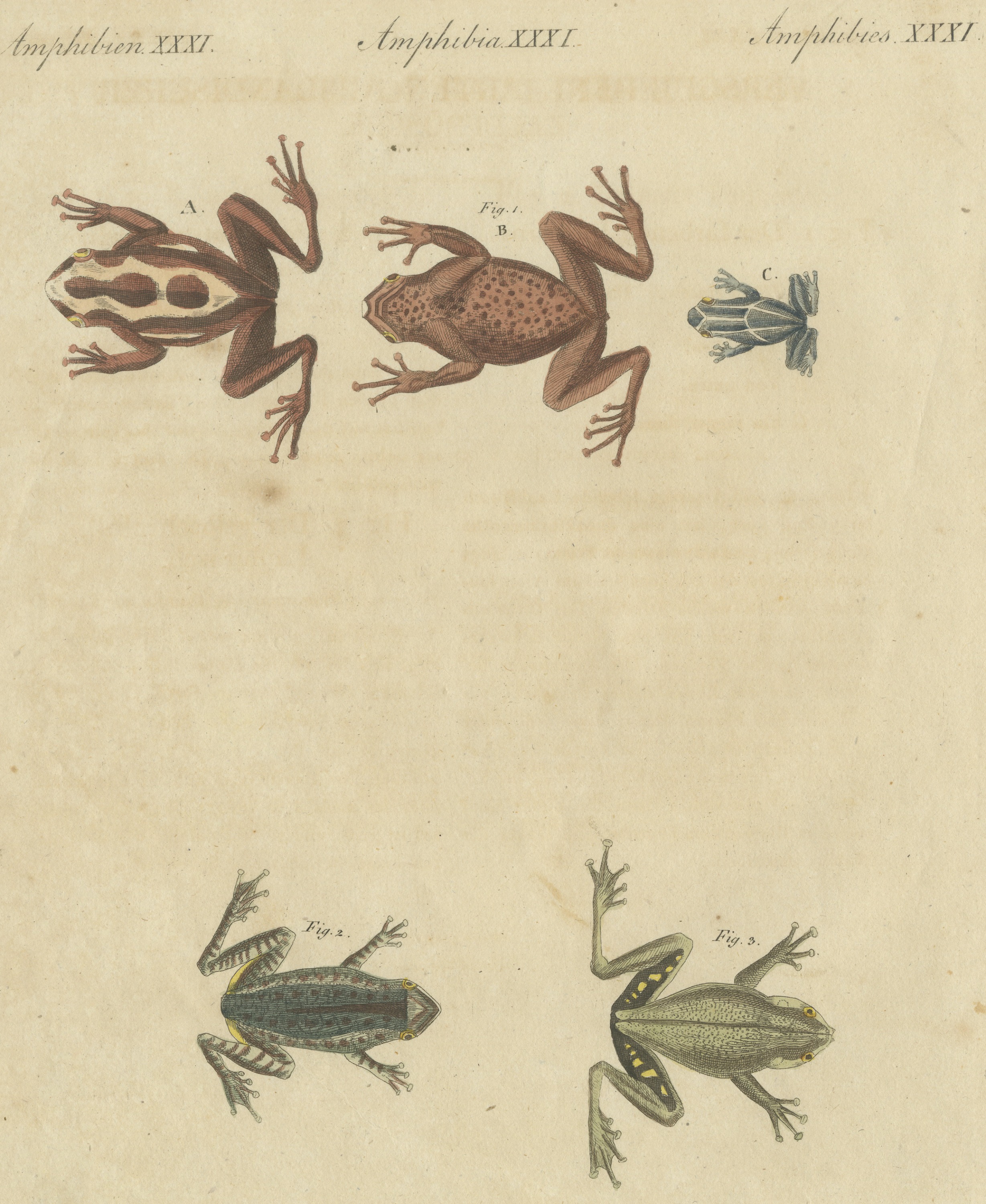 Five Frogs Including a Striped Frog, Antique Bertuch Print, Vienna, circa 1815