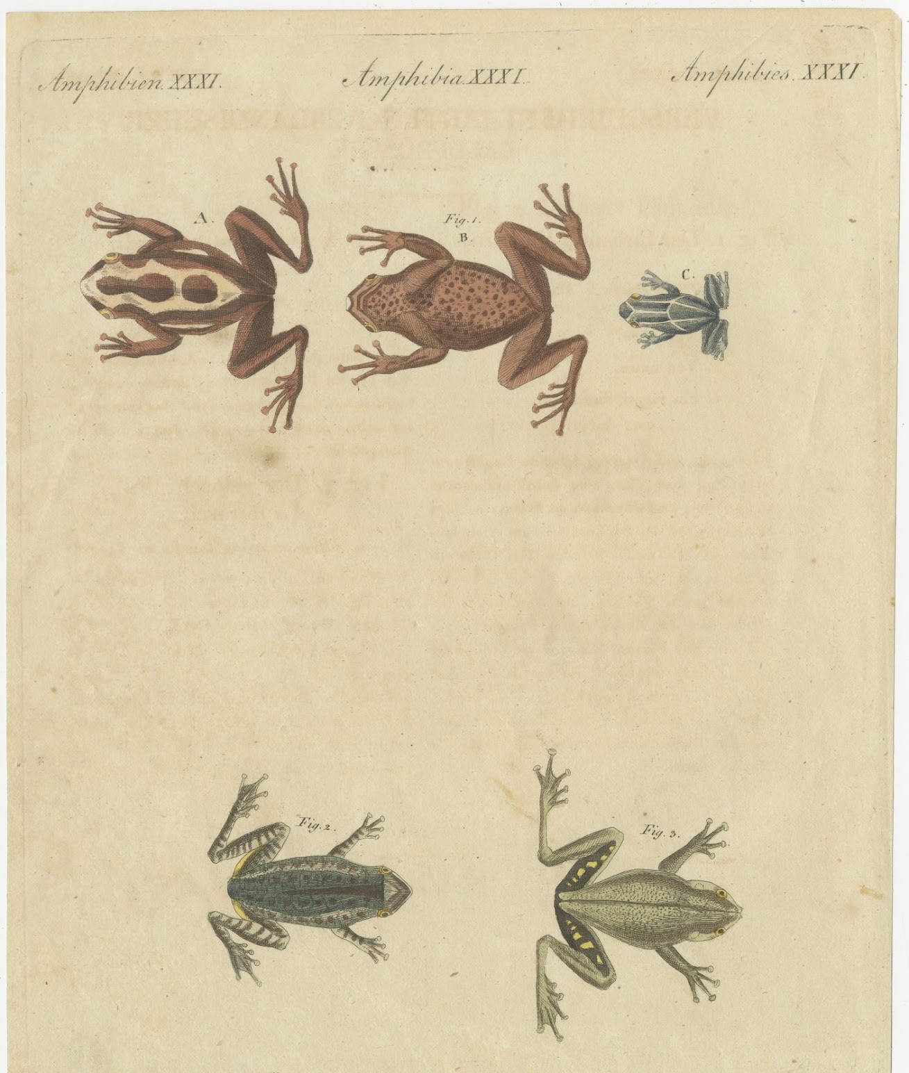 Five Frogs Including a Striped Frog, Antique Bertuch Print, Vienna, circa 1815