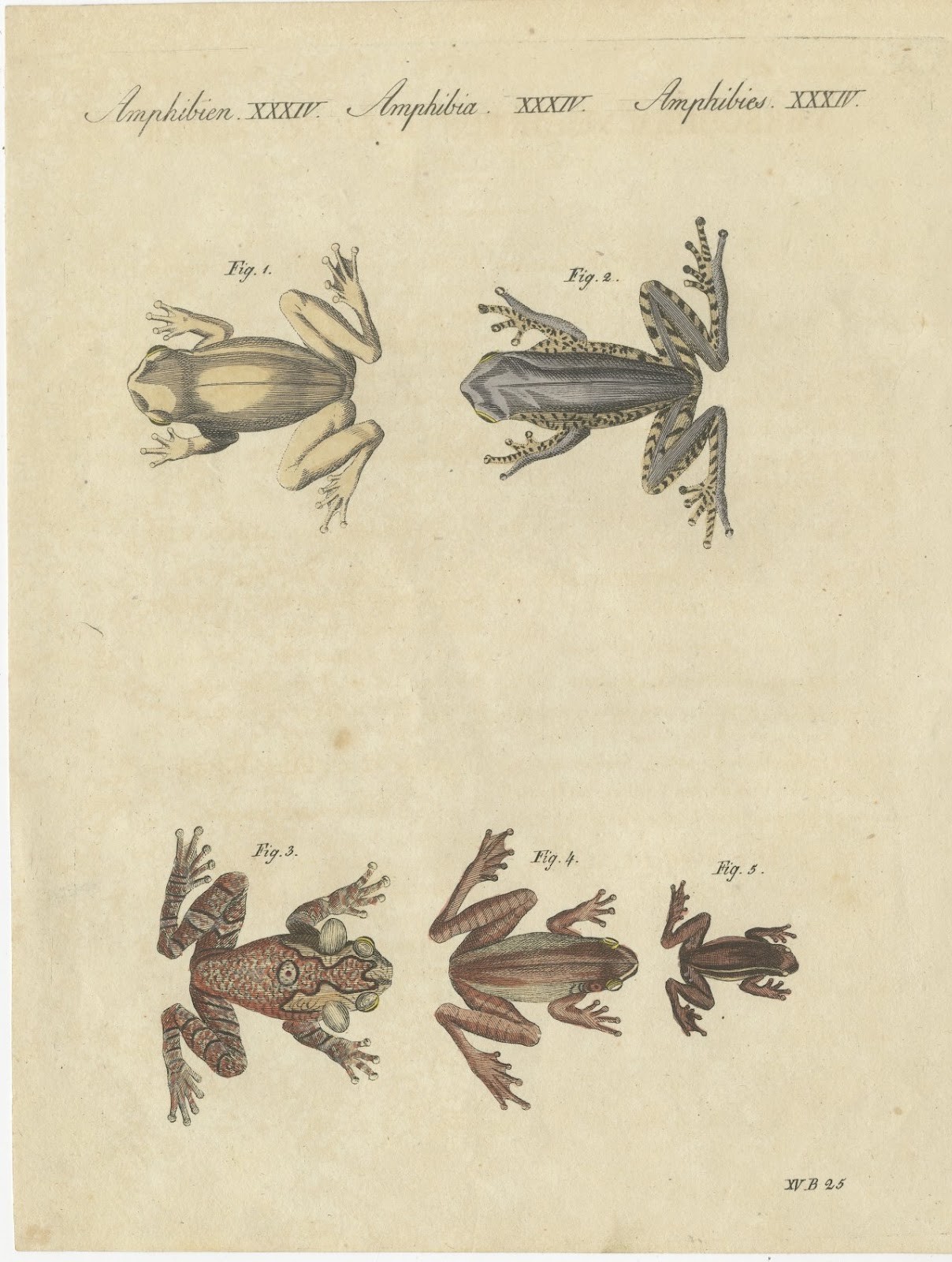 Five Tree Frogs, Antique Bertuch Print, Vienna, circa 1815