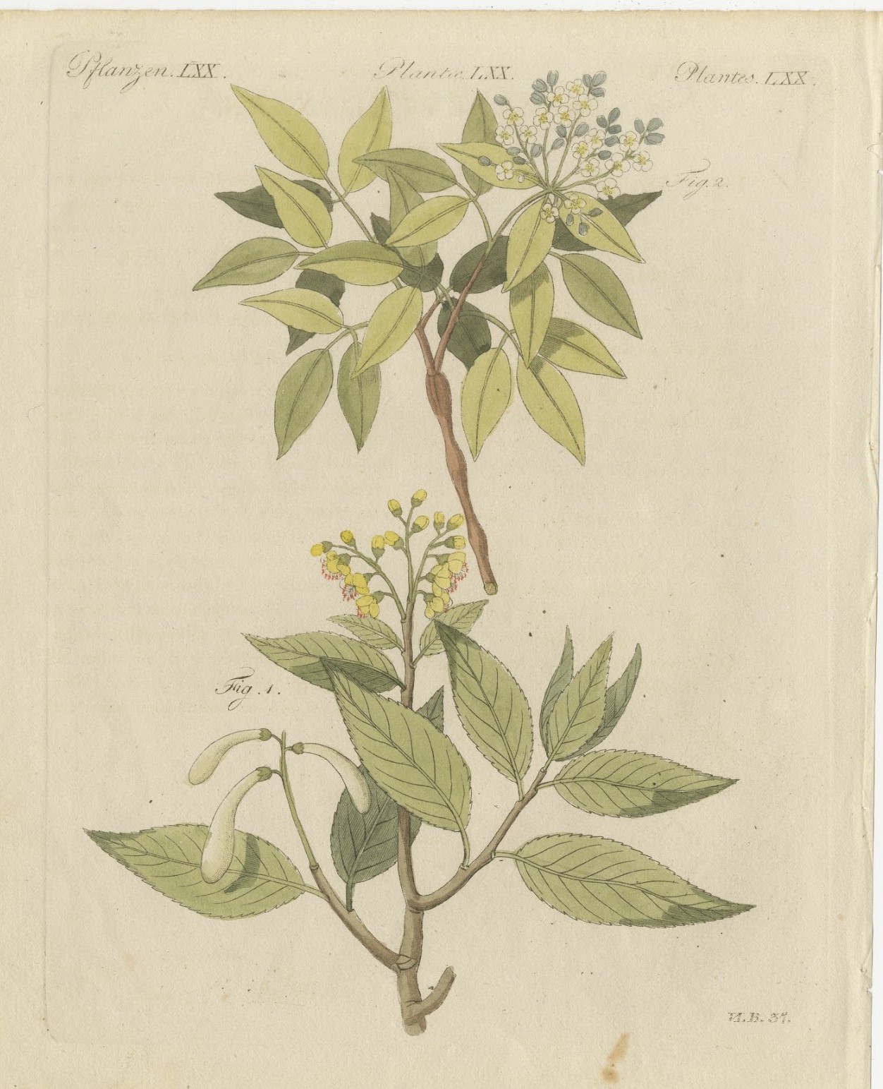 Two Flowering Tree Branches, Antique Bertuch Print, circa 1805