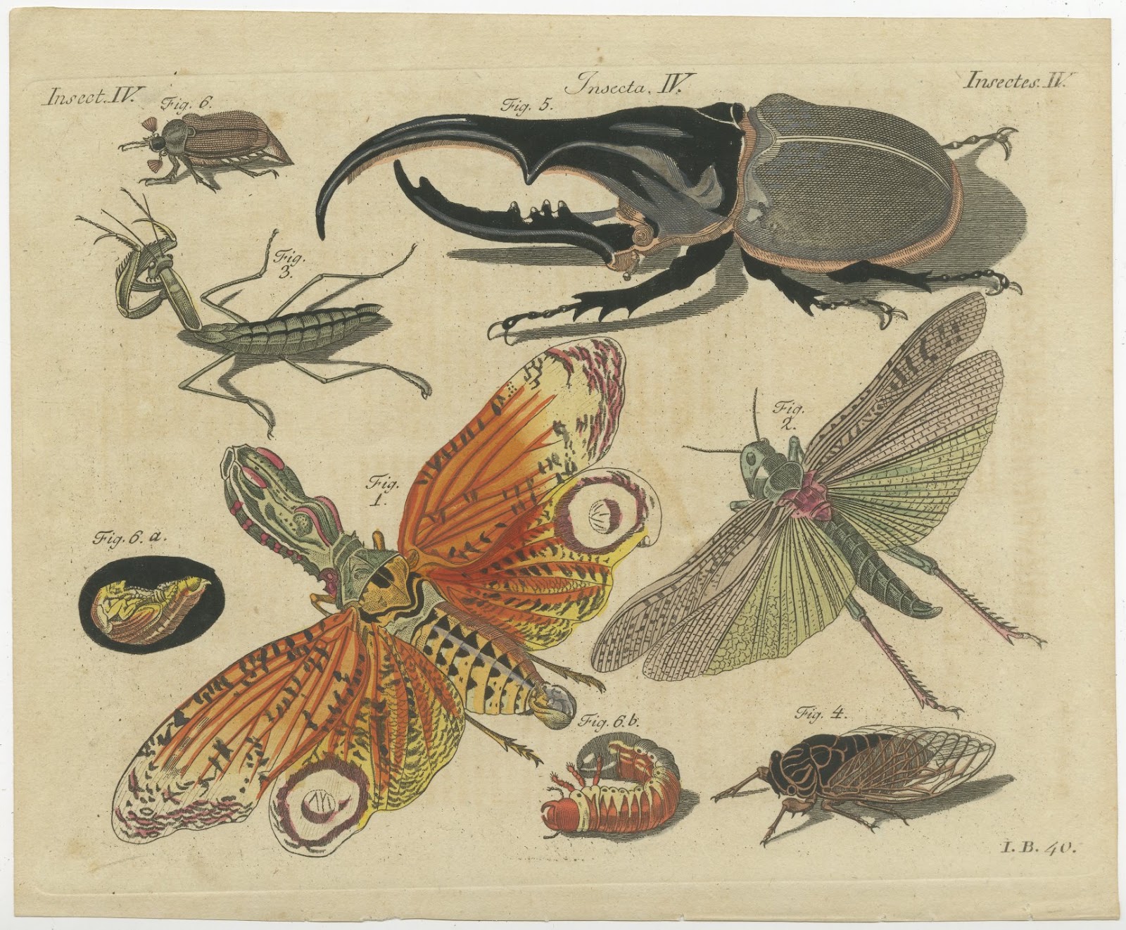 Hercules Beetle and Lantern Fly, Antique Bertuch Print, Vienna, circa 1805