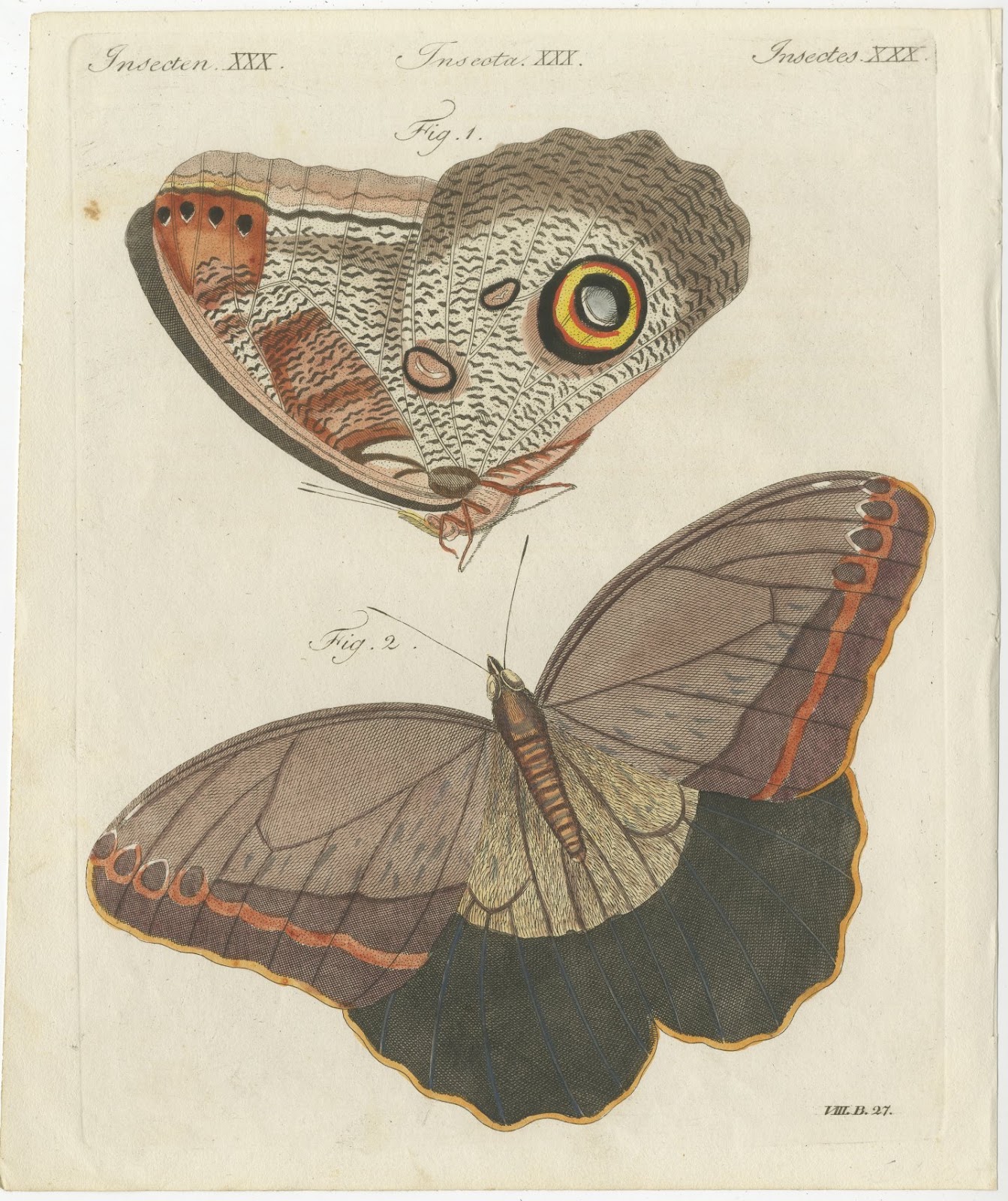 Owl Butterfly from Suriname, Antique Bertuch Print, Vienna, circa 1805