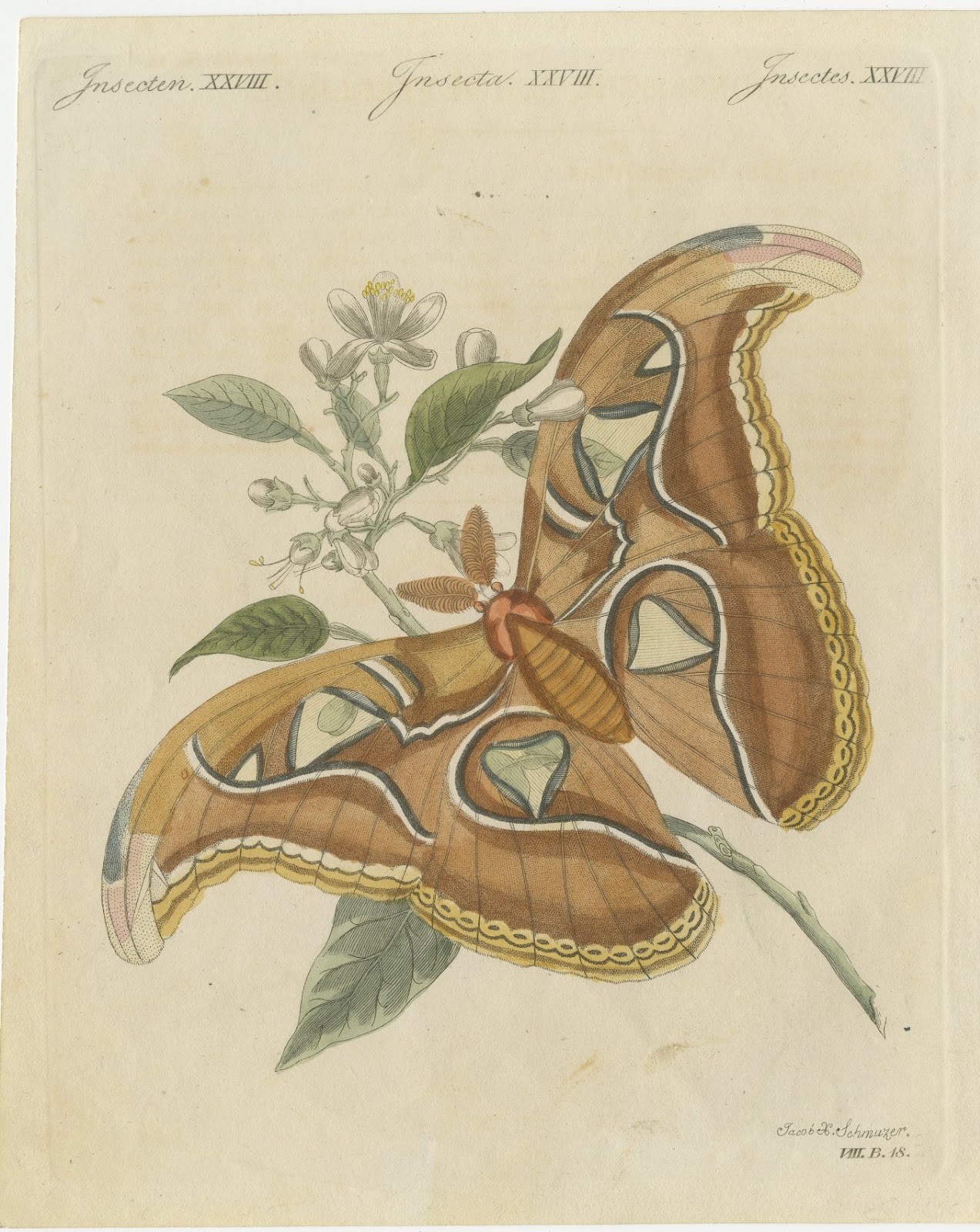 Atlas Moth on a Flowering Branch, Antique Bertuch Print, Vienna, circa 1805