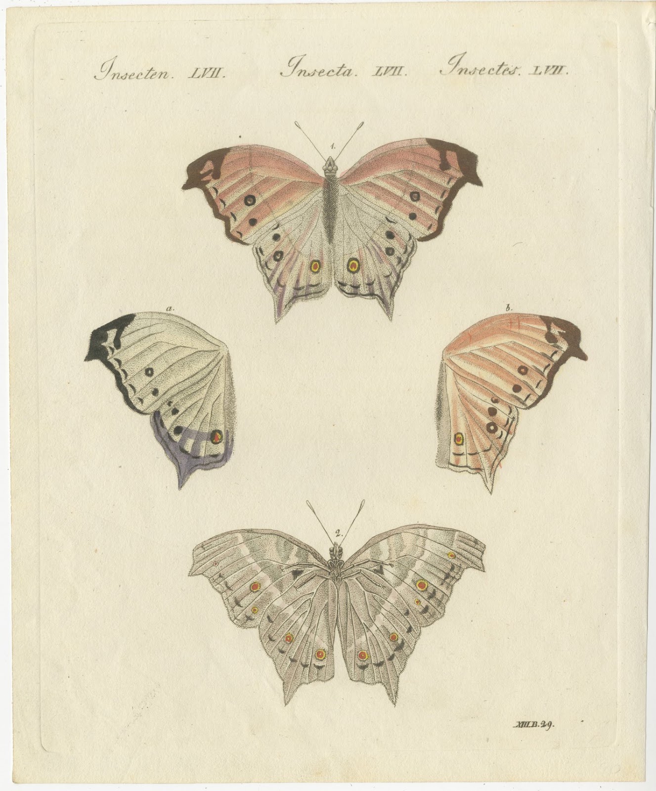 Exotic Butterfly with Wing Details, Antique Bertuch Print, Vienna, circa 1812