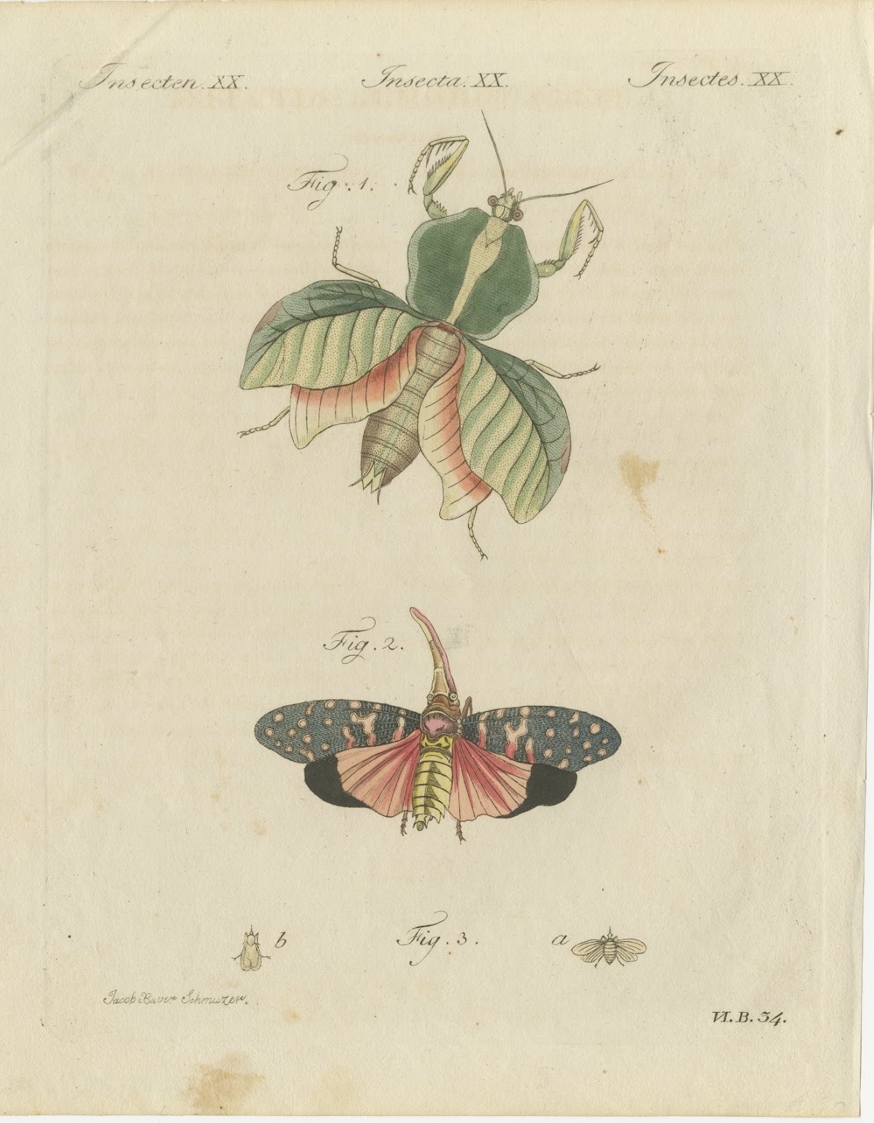 Walking Leaf and Chinese Lantern Fly, Antique Bertuch Print, Vienna, circa 1805