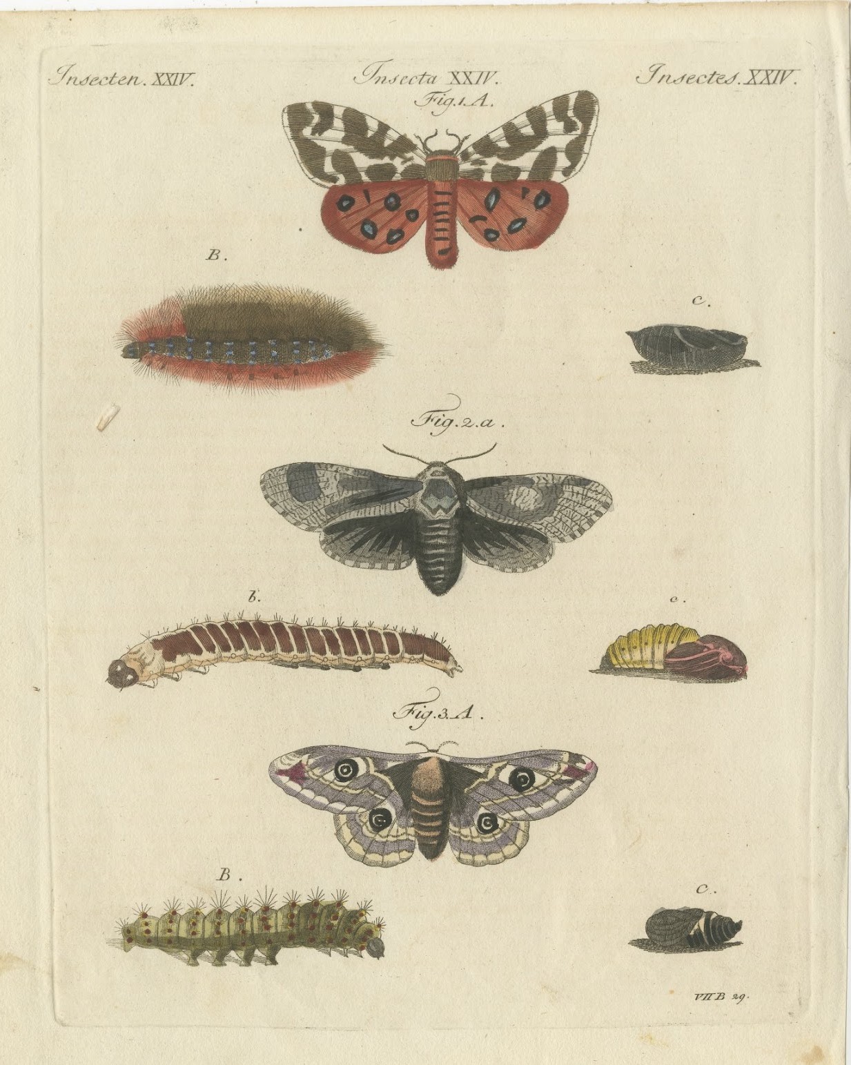 Garden Tiger Moth and Emperor Moth, Antique Bertuch Print, Vienna, circa 1805