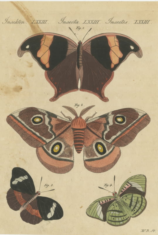 Exotic Butterflies and Saturniid Moth, Antique Bertuch Print, Vienna, circa 1815