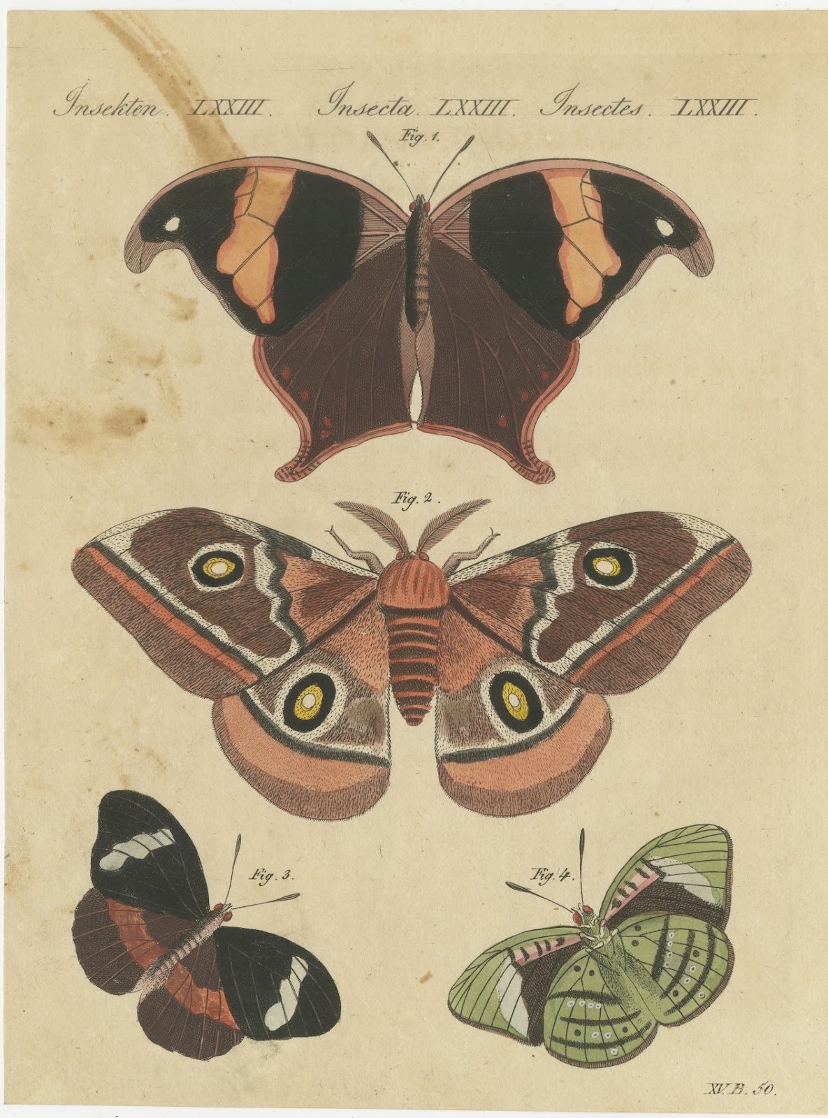 Exotic Butterflies and Saturniid Moth, Antique Bertuch Print, Vienna, circa 1815