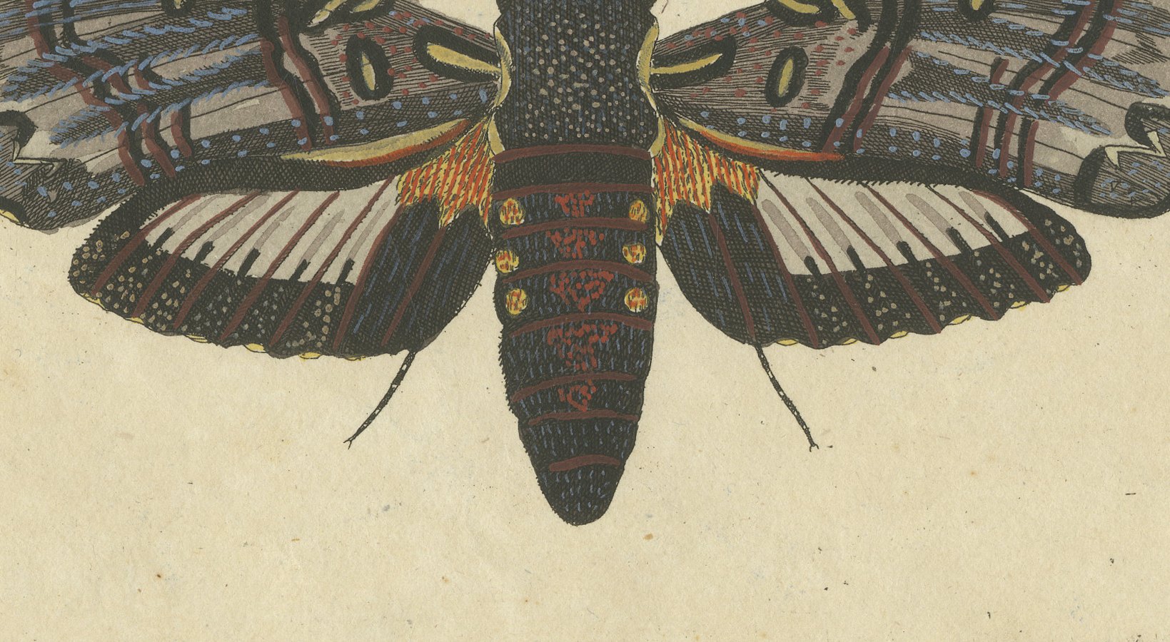 Two Large Exotic Moths, Antique Bertuch Print, circa 1815, view 4