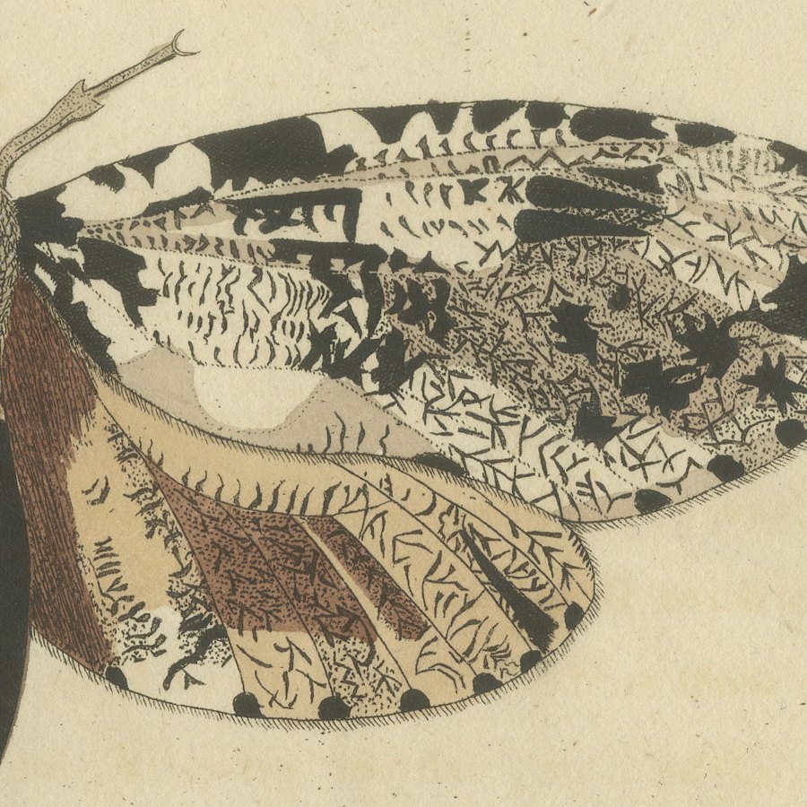 Two Large Exotic Moths, Antique Bertuch Print, circa 1815, view 5