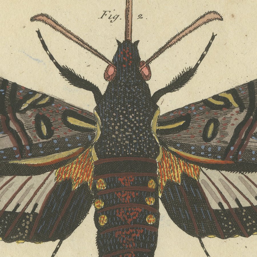 Two Large Exotic Moths, Antique Bertuch Print, circa 1815, view 6