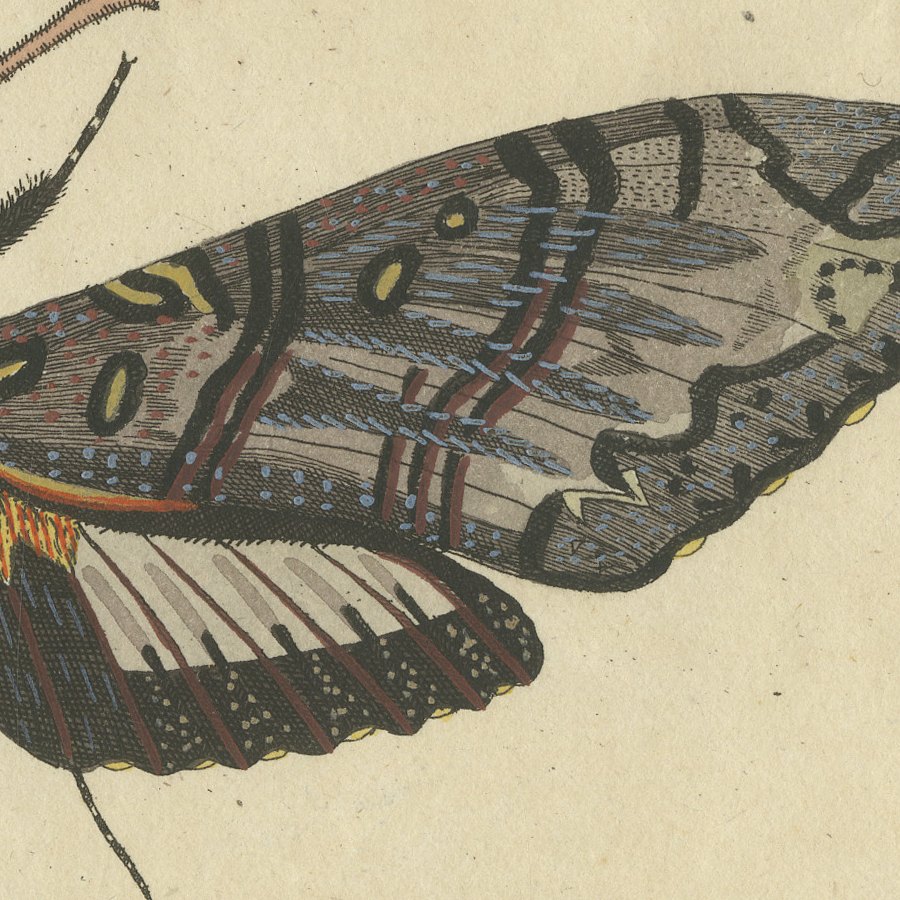 Two Large Exotic Moths, Antique Bertuch Print, circa 1815, view 7