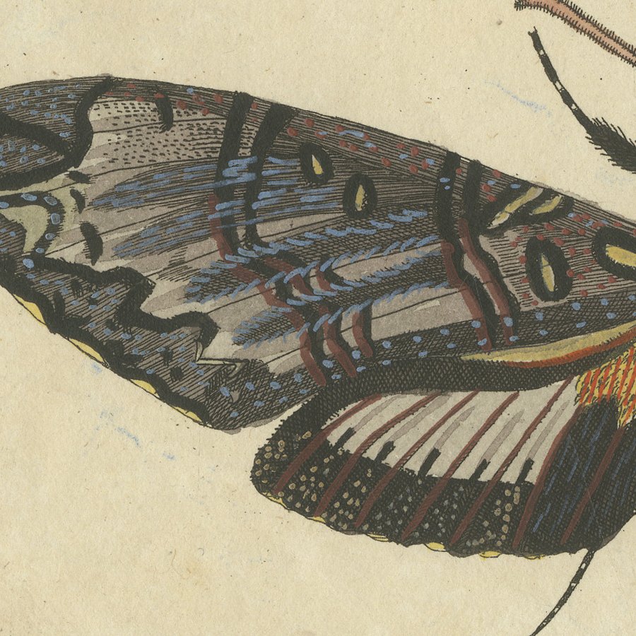 Two Large Exotic Moths, Antique Bertuch Print, circa 1815, view 8