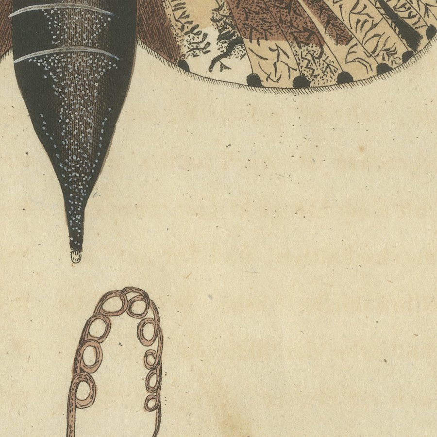 Two Large Exotic Moths, Antique Bertuch Print, circa 1815, view 9
