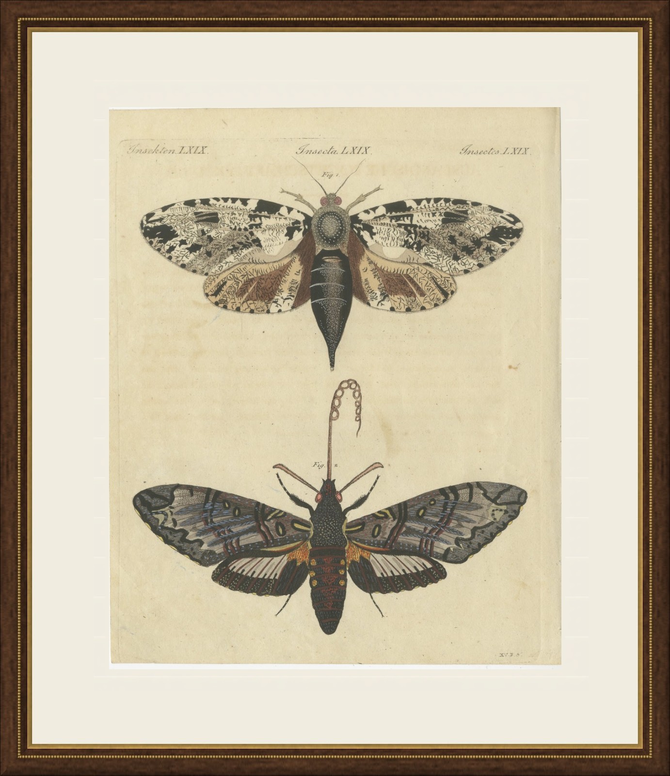 Two Large Exotic Moths, Antique Bertuch Print, circa 1815, view 2