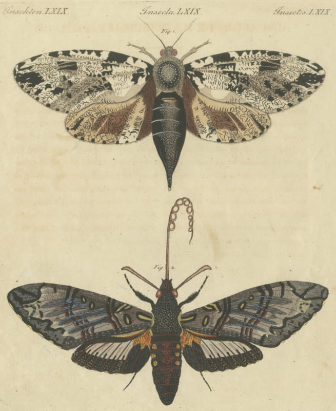 Two Large Exotic Moths, Antique Bertuch Print, circa 1815