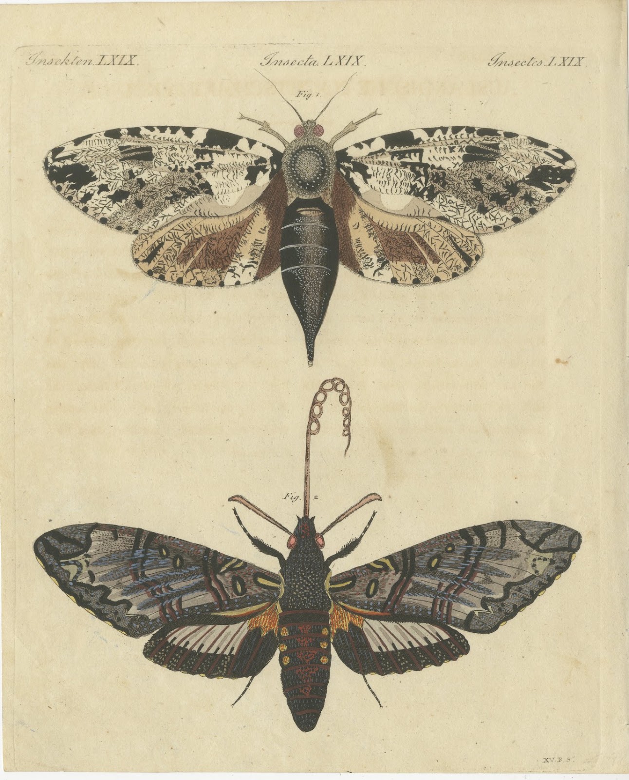 Two Large Exotic Moths, Antique Bertuch Print, circa 1815