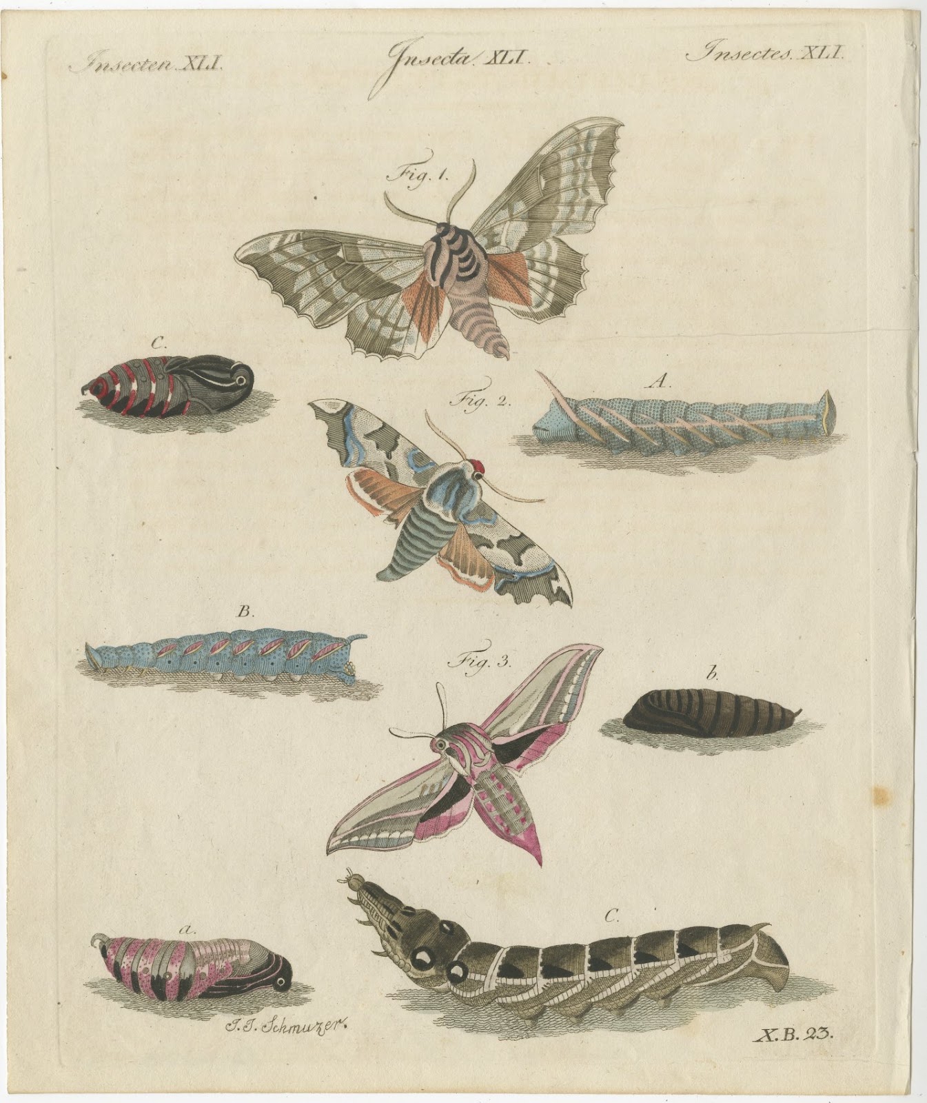 Elephant Hawk Moth and Hawk Moth Caterpillars, Antique Bertuch Print, circa 1805