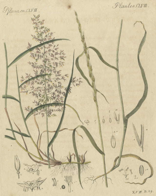 Two Grasses with Flower Details, Antique Bertuch Print, circa 1818