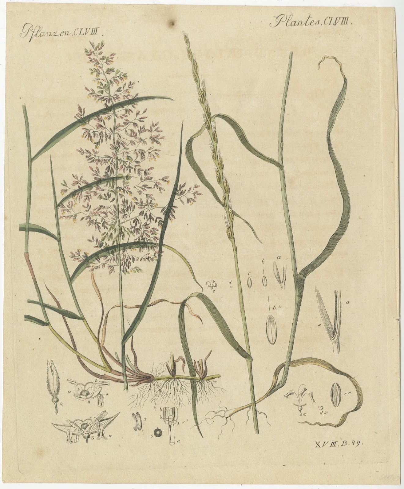 Two Grasses with Flower Details, Antique Bertuch Print, circa 1818