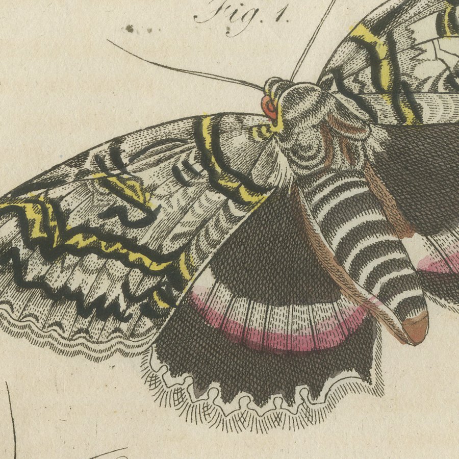 Underwing and Tiger Moths with Caterpillars, Antique Bertuch Print, circa 1805, view 3