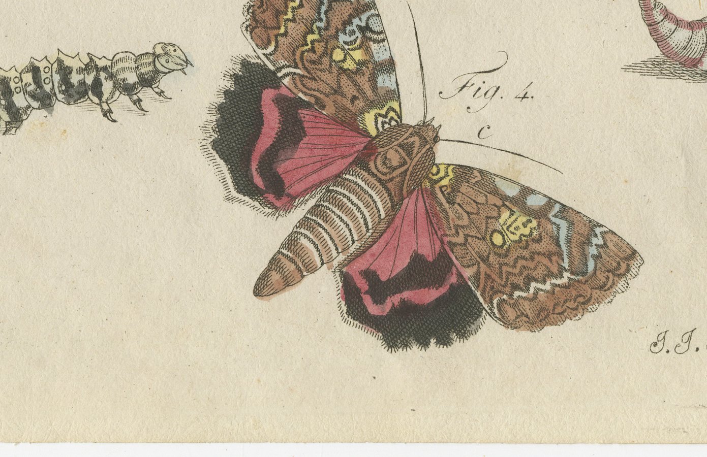 Underwing and Tiger Moths with Caterpillars, Antique Bertuch Print, circa 1805, view 4
