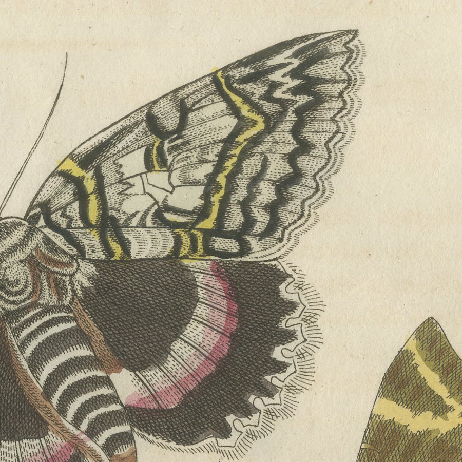 Underwing and Tiger Moths with Caterpillars, Antique Bertuch Print, circa 1805, view 5