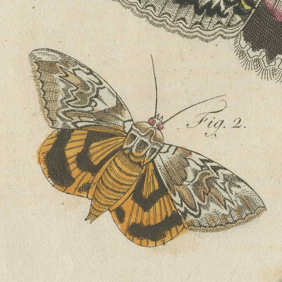 Underwing and Tiger Moths with Caterpillars, Antique Bertuch Print, circa 1805, view 6