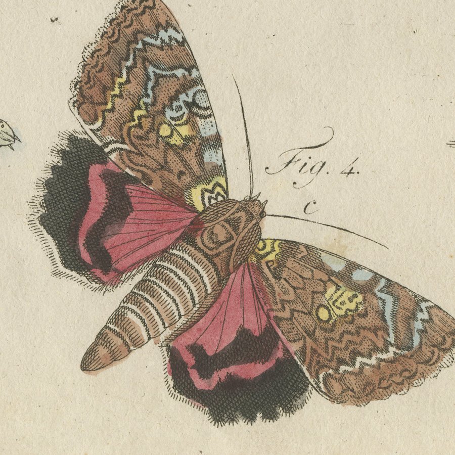 Underwing and Tiger Moths with Caterpillars, Antique Bertuch Print, circa 1805, view 7