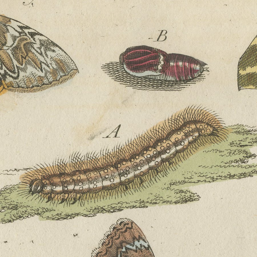 Underwing and Tiger Moths with Caterpillars, Antique Bertuch Print, circa 1805, view 8