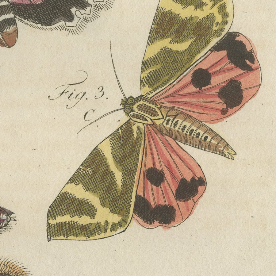 Underwing and Tiger Moths with Caterpillars, Antique Bertuch Print, circa 1805, view 9