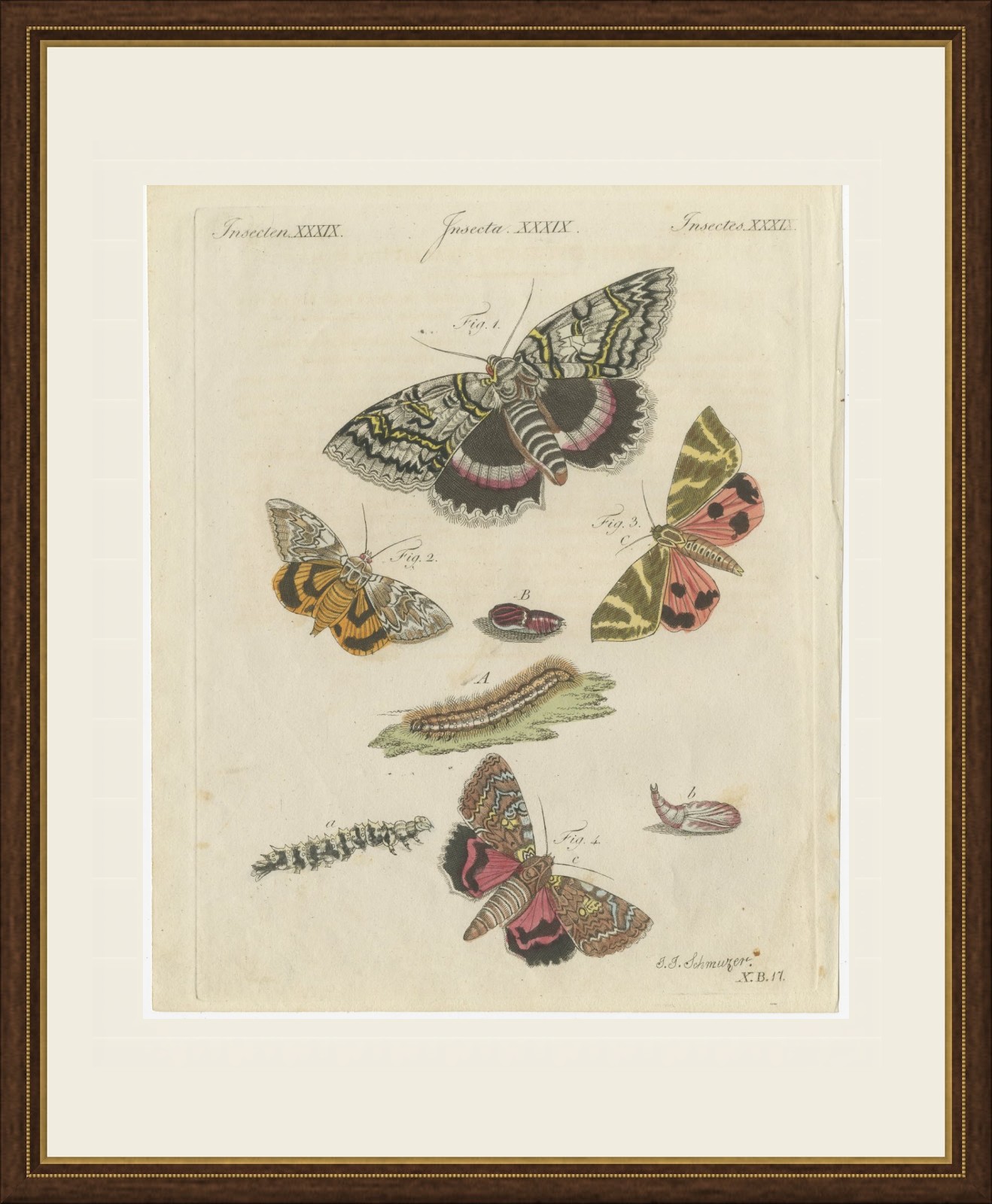 Underwing and Tiger Moths with Caterpillars, Antique Bertuch Print, circa 1805, view 2