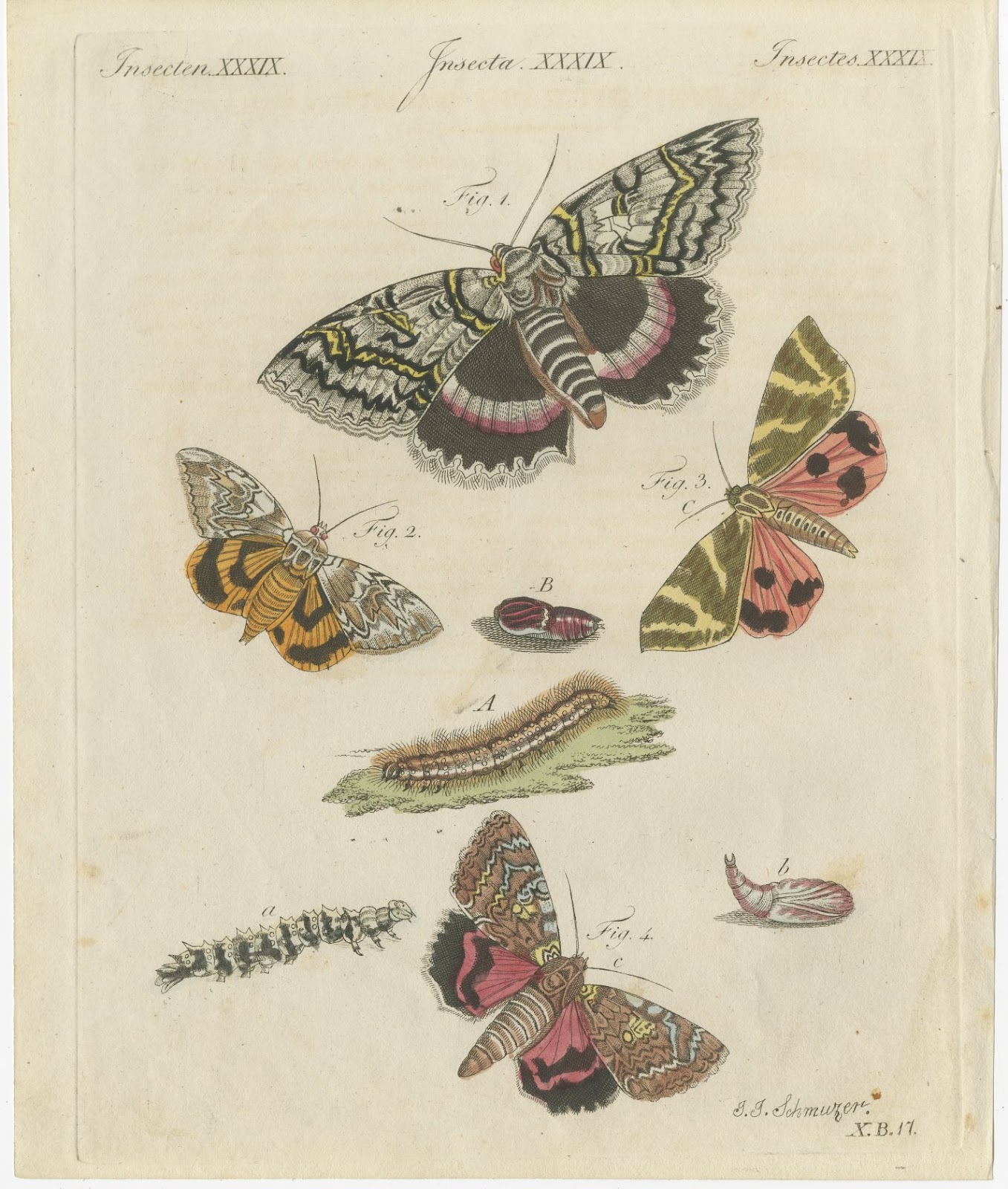 Underwing and Tiger Moths with Caterpillars, Antique Bertuch Print, circa 1805