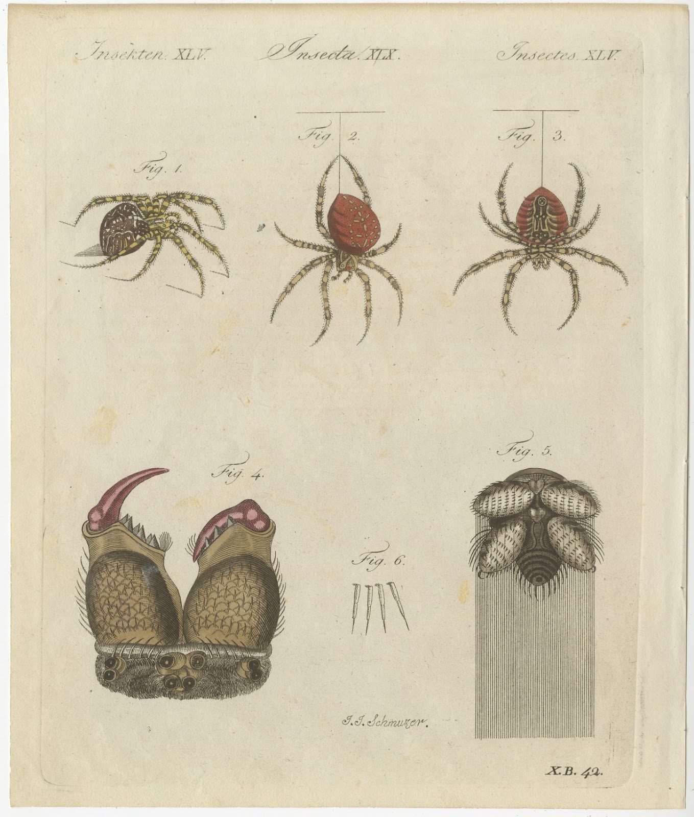 Garden Spider with Magnified Fangs, Antique Bertuch Print, circa 1805