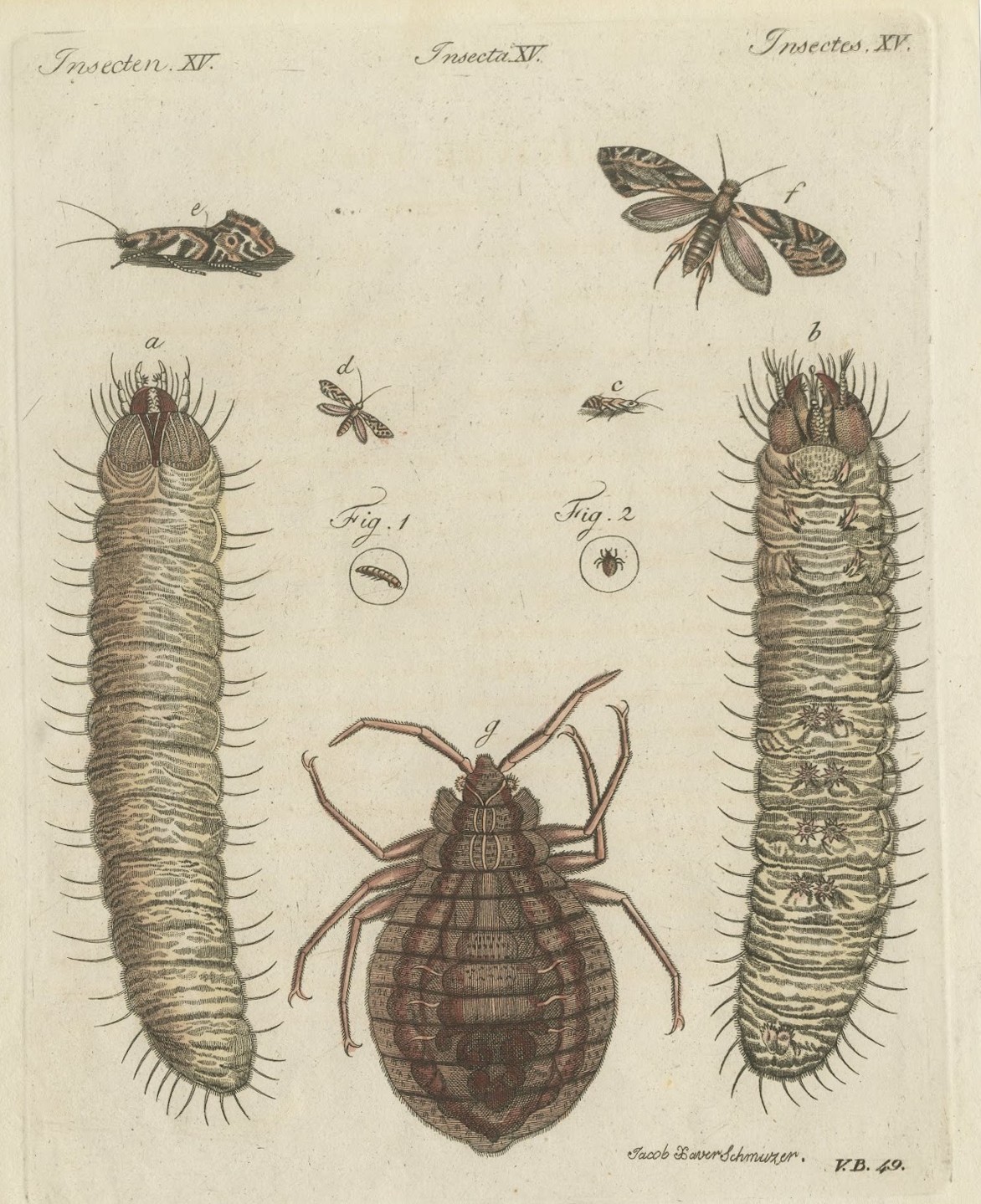 Magnified Insect Larvae and Small Moths, Antique Bertuch Print, circa 1805