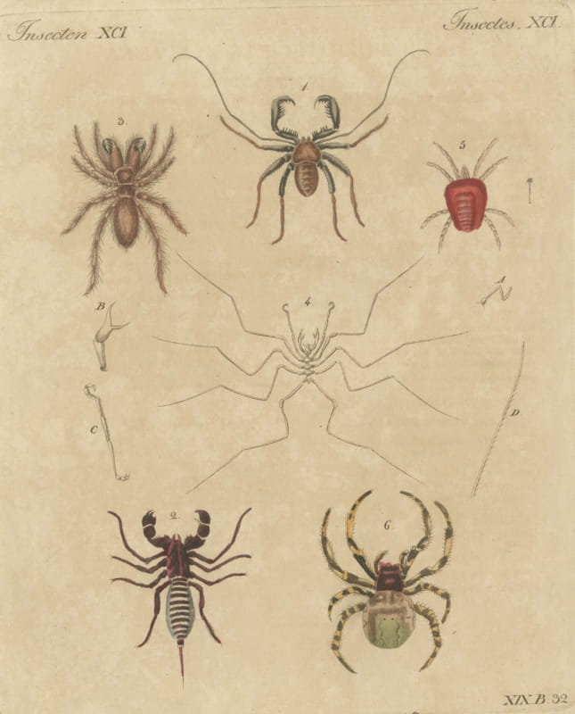 Whip Scorpion, Tarantula and Red Mite, Antique Bertuch Print, circa 1820
