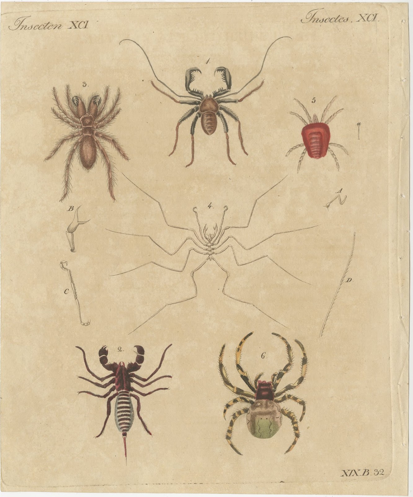 Whip Scorpion, Tarantula and Red Mite, Antique Bertuch Print, circa 1820